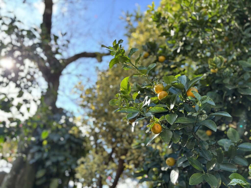 寒い日が続いています